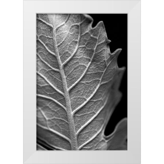 Stramel, Renee W. 23x32 White Modern Wood Framed Museum Art Print Titled - Striking Leaf II