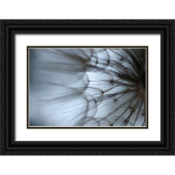 Stramel, Renee W. 24x17 Black Ornate Wood Framed with Double Matting Museum Art Print Titled - Macro Dandilion XII