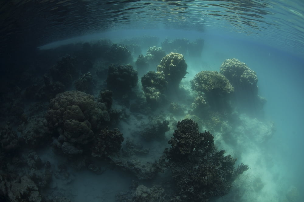 Strange coral growth in a lake in Palau Canvas Art - Ethan DanielsStocktrek Images (17 x 12)