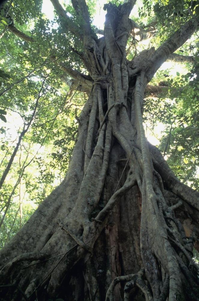 Strangler Fig Low Angle View Canvas Art - Michael Coyne Design Pics (22 x 34)