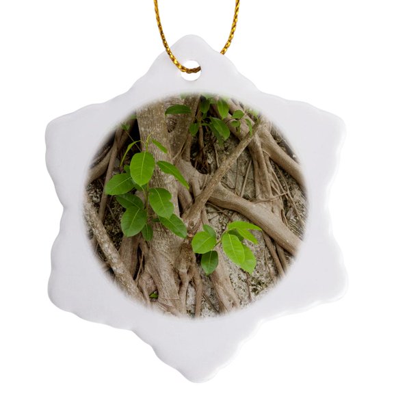 3drose, Strangler Fig, Windley Key Fossil Reef, Florida - Us10 Mpr0419 - Maresa Pryor, 3 inch Snowflake Porcelain Ornament