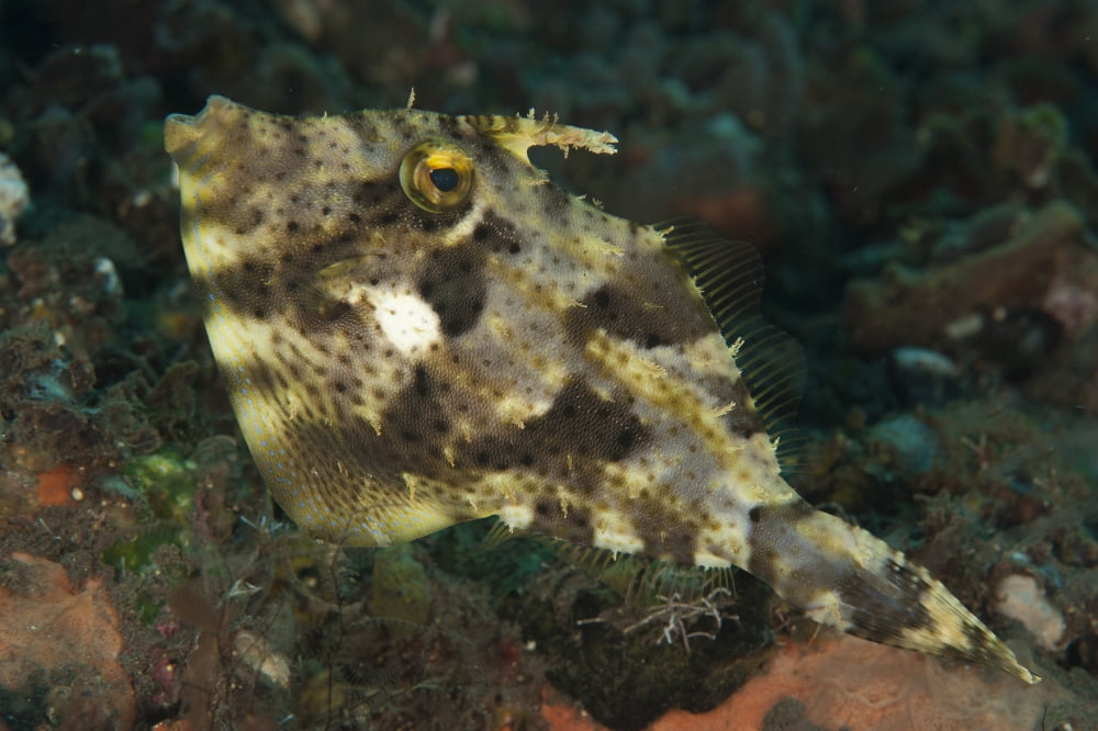 Strap-weed filefish Tulamben Bali Indonesia Canvas Art - Steve JonesStocktrek Images (18 x 12)