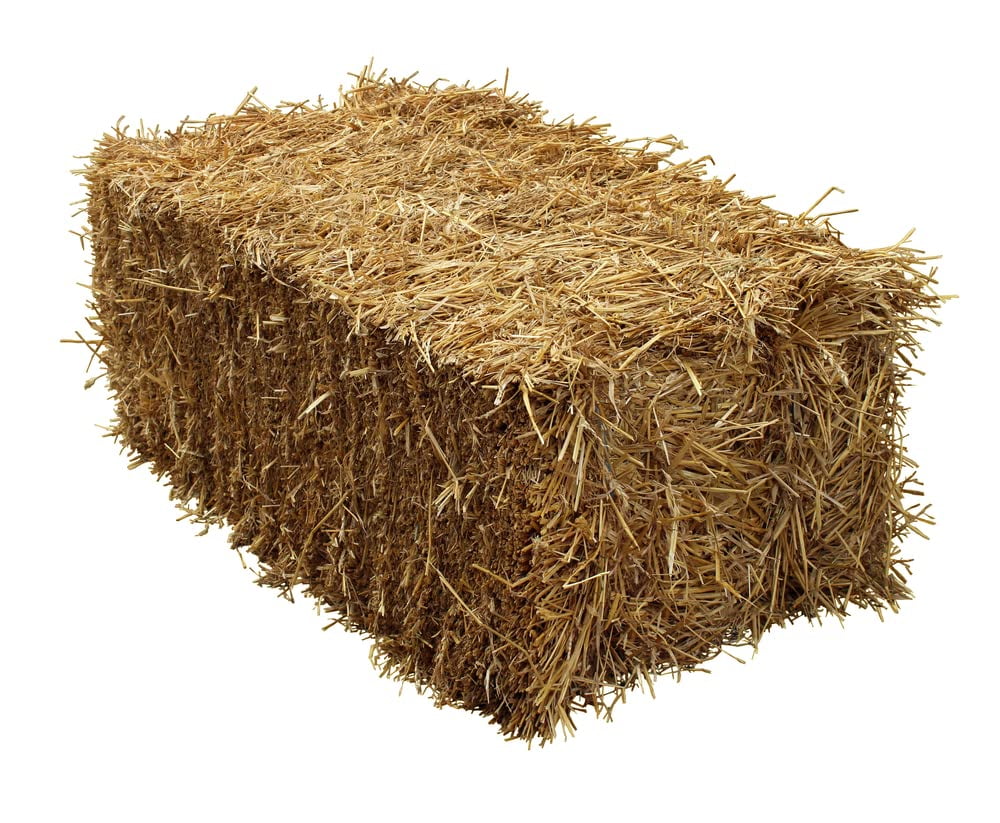 Straw Bale by Curran Farms 36 Inches Long - Grown and Shipped from Iowa, USA