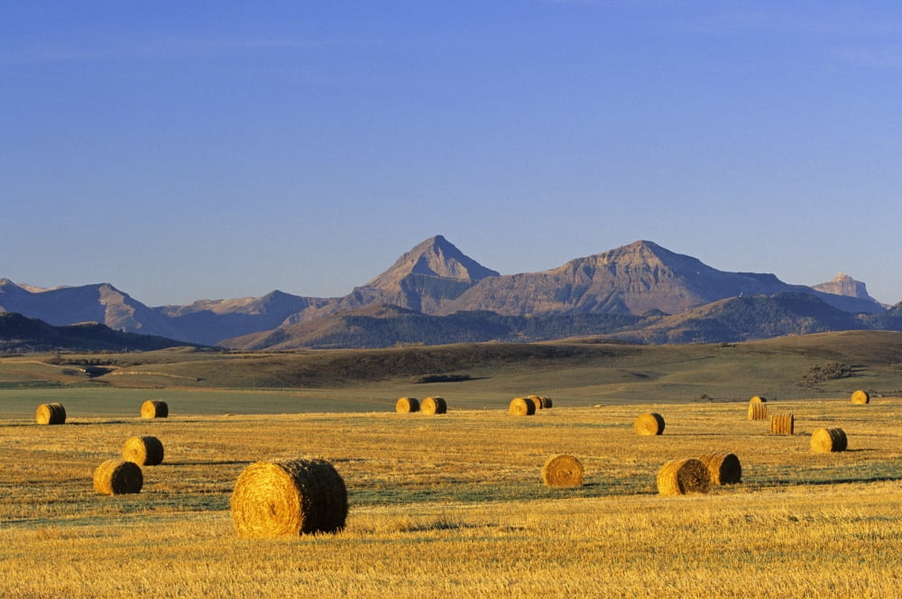 Straw Bales Pincher Creek Alberta Canvas Art - John Sylvester Design Pics (17 x 11)