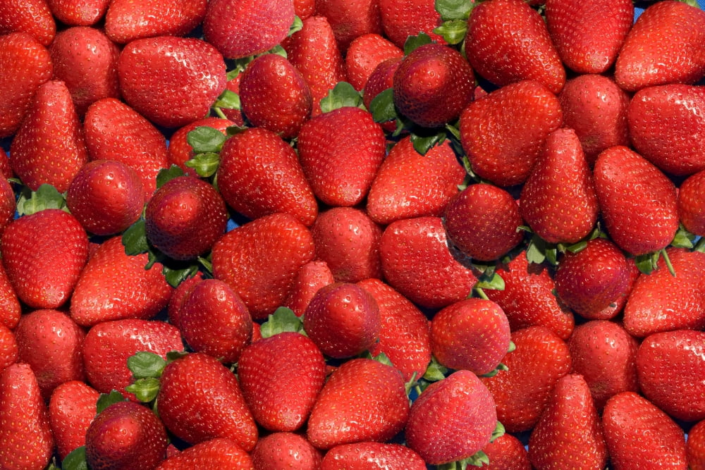 Strawberries Canvas Art - John Short Design Pics (17 x 11)