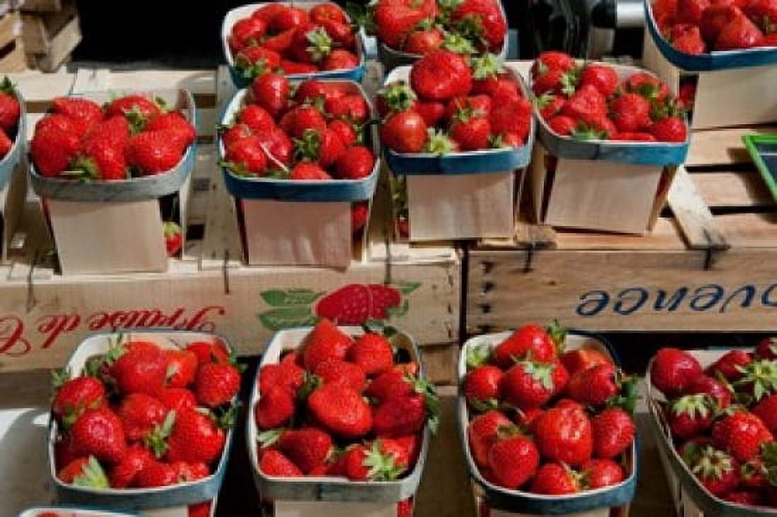 Strawberries for sale at weekly market Arles Bouches-Du-Rhone Provence-Alpes-Cote dAzur France Canvas Art - Panoramic Images (36 x 24)