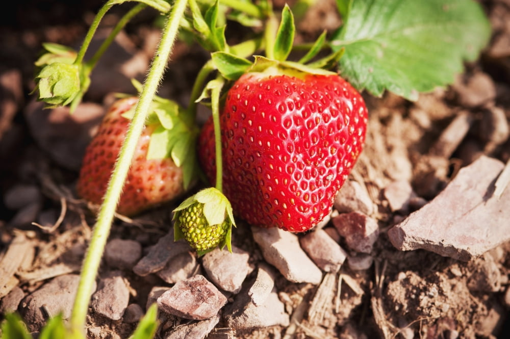Strawberries on a plant Ringtown Pennsylvania United States of America Canvas Art - Remsberg Inc Design Pics (19 x 12)