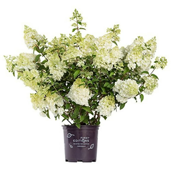 Strawberry Sundae Hydrangea