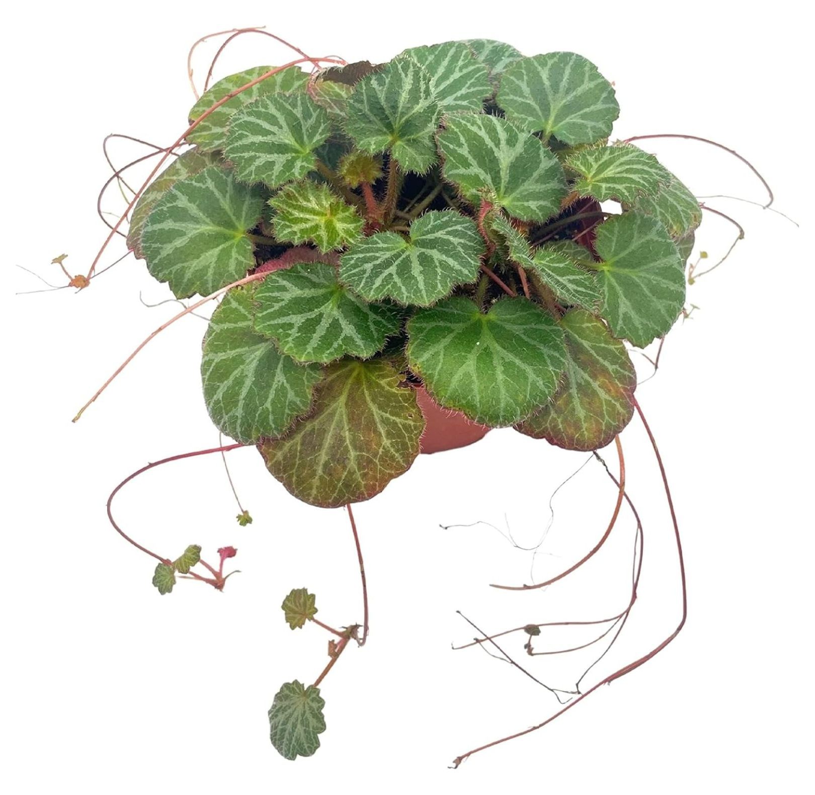 CintBllTer Strawberry Begonia in a 4 inch Pot Saxifraga stolonifera, Legacy House Plant - image 1 of 8