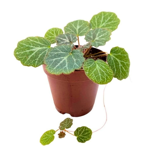 Strawberry Begonia-Assorted-Charming perennial plant  6" Pot
