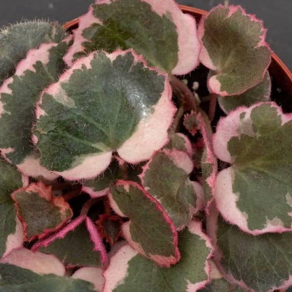 Strawberry Begonia - Single - 4 Inch Pot - Saxifraga Stolonifera Tricolor