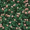 thumbnail image 1 of Strawberry Clover - 5 LB Bulk ~1,350,000 Seeds - Hay, Silage, Green Manure or Farm & Garden Cover Crops - Attracts Pollinators, 1 of 2