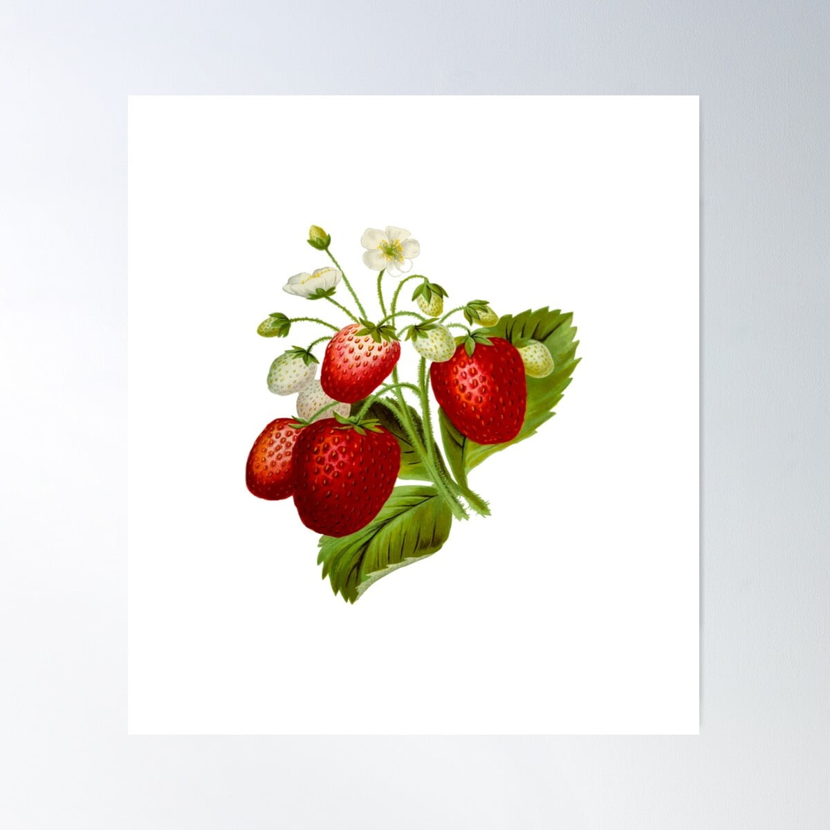 Strawberry, Cottage Core Poster Wall Art, Modern Wall Decor For Living ...