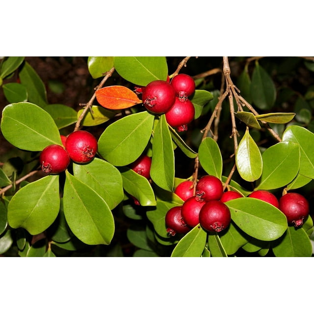 Strawberry Guava Plant - Psidium cattleianum - Indoors or Out - 4" Pot