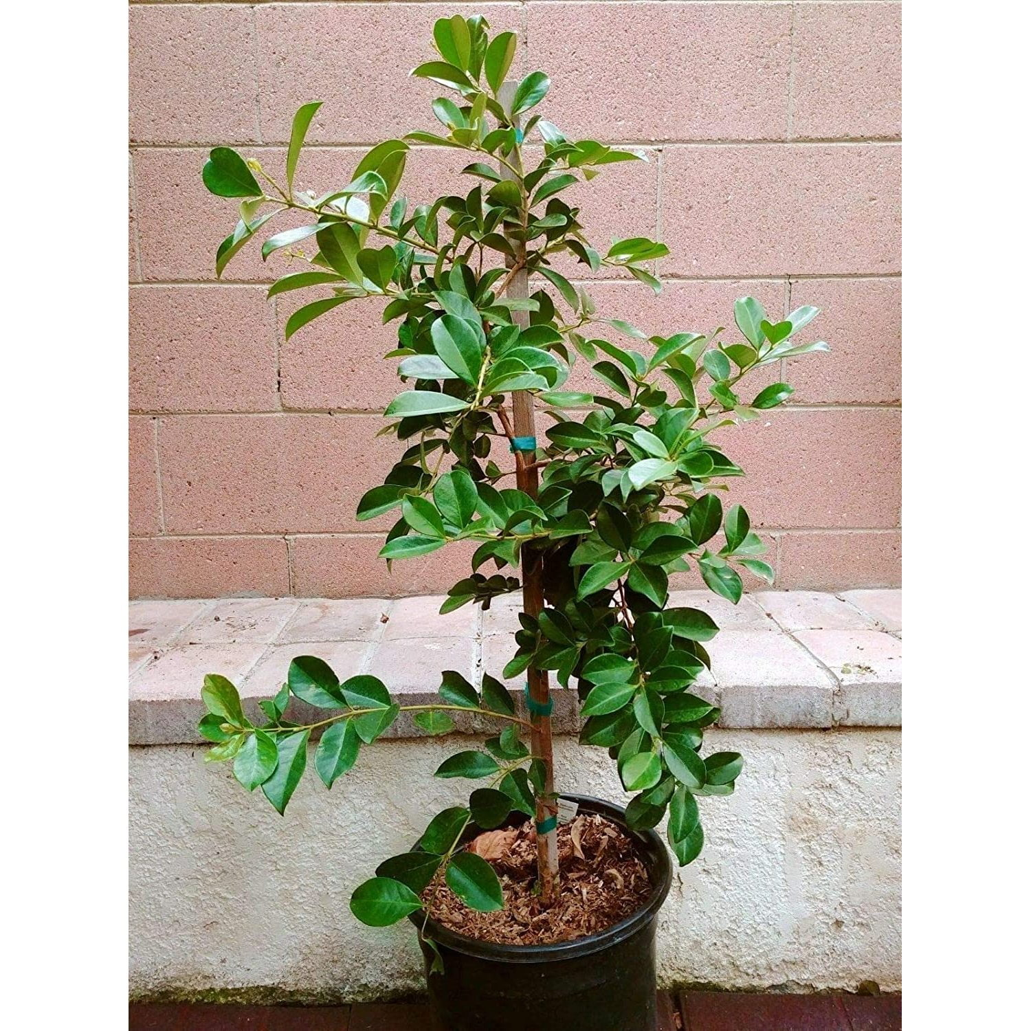 Strawberry Guava Tropical Fruit Trees