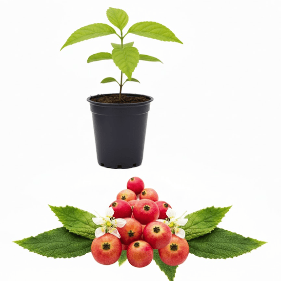 Strawberry Jamaican Cherry Live Starter Plant for Planting, Muntingia Calabura Live Plant, Tropical Fruit Tree, 4-8 Inch Tall, No Ship Pot