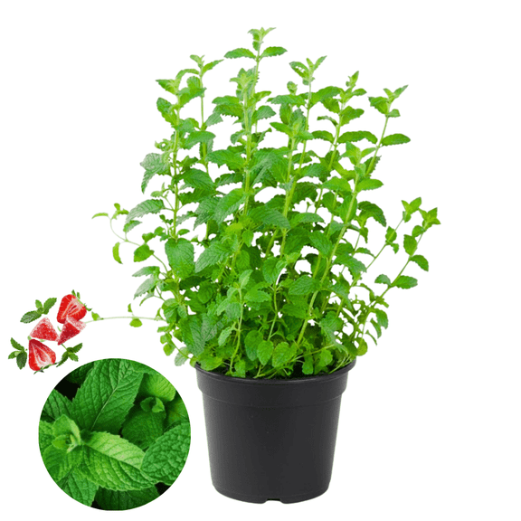 Strawberry Mint Plant Live in 2.5'' Pot, Mint Plant, Live Edible Fragrant Herb Plant, Live Plant for Garden, Ready to Grow