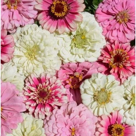 CZ Grain 100 Strawberry Parfait Zinnia Flower Seeds for Planting, Easy to Grow Mixed Colors