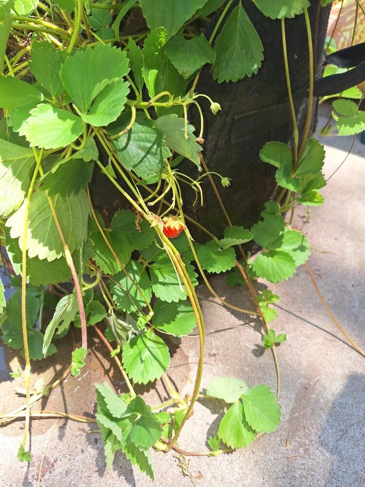 Strawberry Plants. 10 Bareroot Baby Strawberry Plants