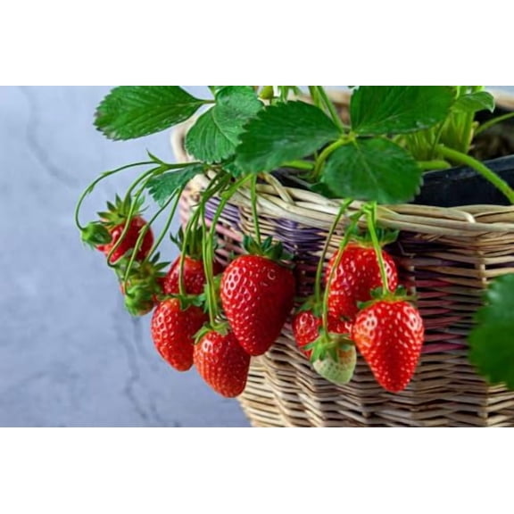 G3C3266LGardenera Strawberry Premium Potting Soil Mix - Ideal Blend for Growing Robust and Flavorful Strawberries - 5 Quart