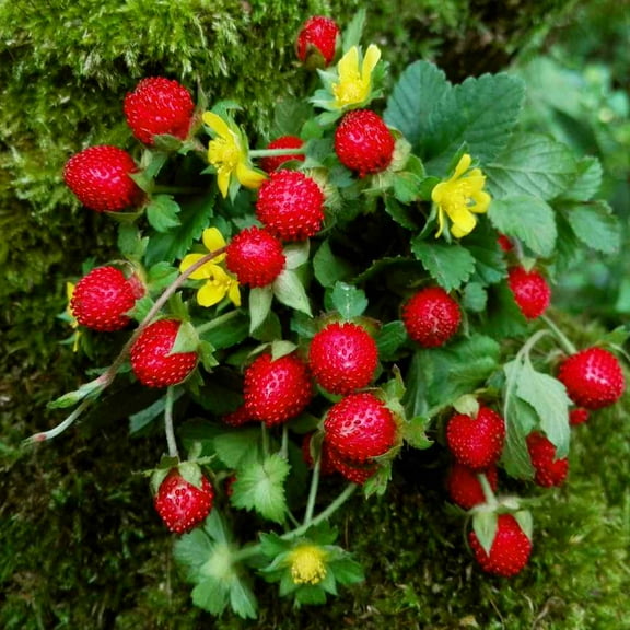 Strawberry Seeds - Indian Strawberry Ground Cover Seed - 1000 Seeds