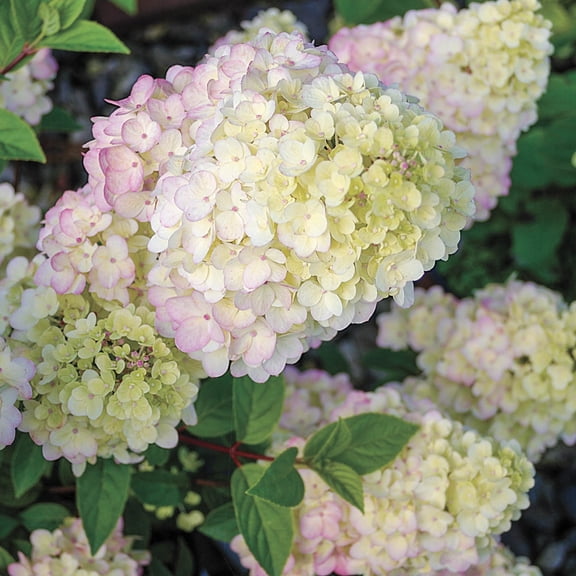 Strawberry Sundae Hydrangea Bush Potted Deciduous Flowering Shrub, in a 2.25 Gal Pot
