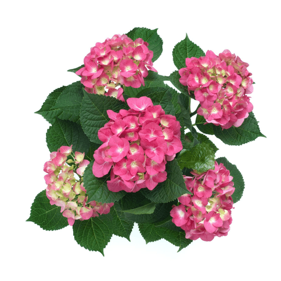 Strawberry Sundae Hydrangea Compact Pink & White Flowering Shrub for Sun or Part Shade
