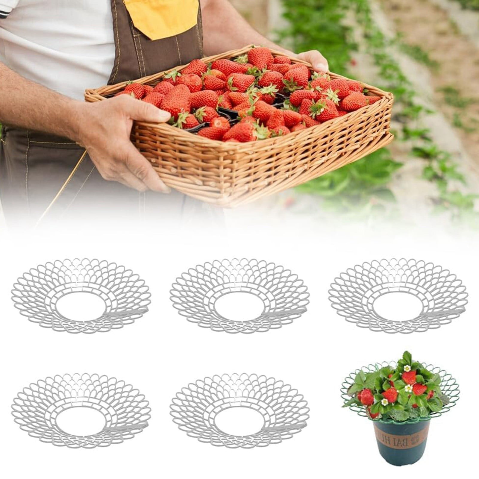 Strawberry Support 2024 New Strawberry Supports Stand Strawberry ...