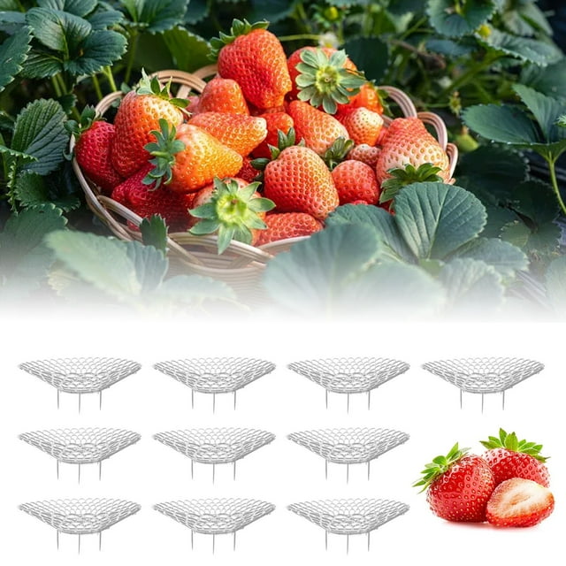 Strawberry Support 2024 New Strawberry Supports Stand Strawberry