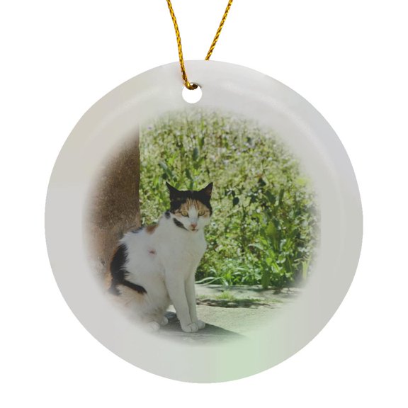 3drose, Stray Cat in Fes Medina, Morocco-af29 Wsu0210 - William Sutton, Circle Porcelain Ornament