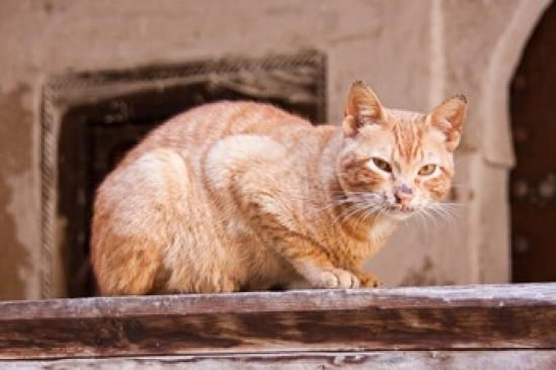 Stray Cat in Fes Medina Morocco Canvas Art - William Sutton DanitaDelimont (17 x 11)