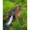 thumbnail image 1 of Stream And Foxgloves In The Slieve Mish Mountains Co Kerry Ireland by The Irish Image Collection / Design Pics, 1 of 3