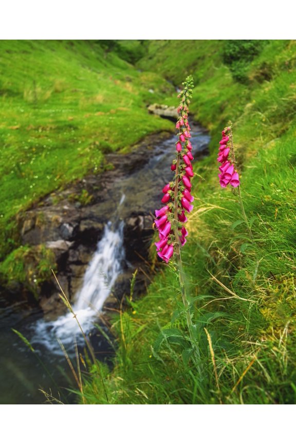 Stream And Foxgloves In The Slieve Mish Mountains, Co Kerry, Ireland by The Irish Image Collection / Design Pics (13 x 17)