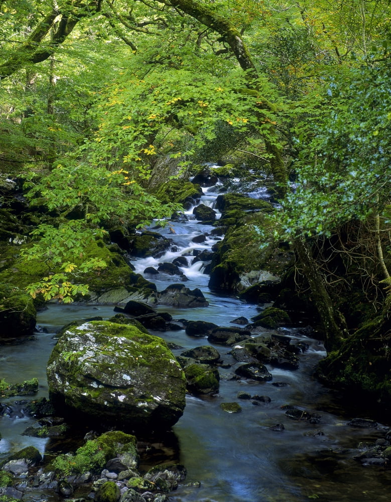 Stream Flowing Through A Forest Glengarriff County Cork Republic Of Ireland Canvas Art - The Irish Image Collection Design Pics (26 x 34)