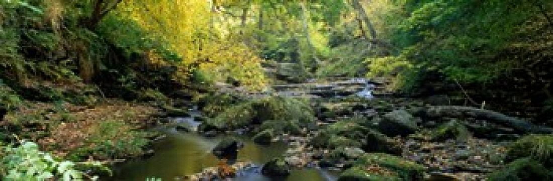 Stream Flowing Through Forest Eller Beck England United Kingdom Canvas Art - Panoramic Images (18 x 6)
