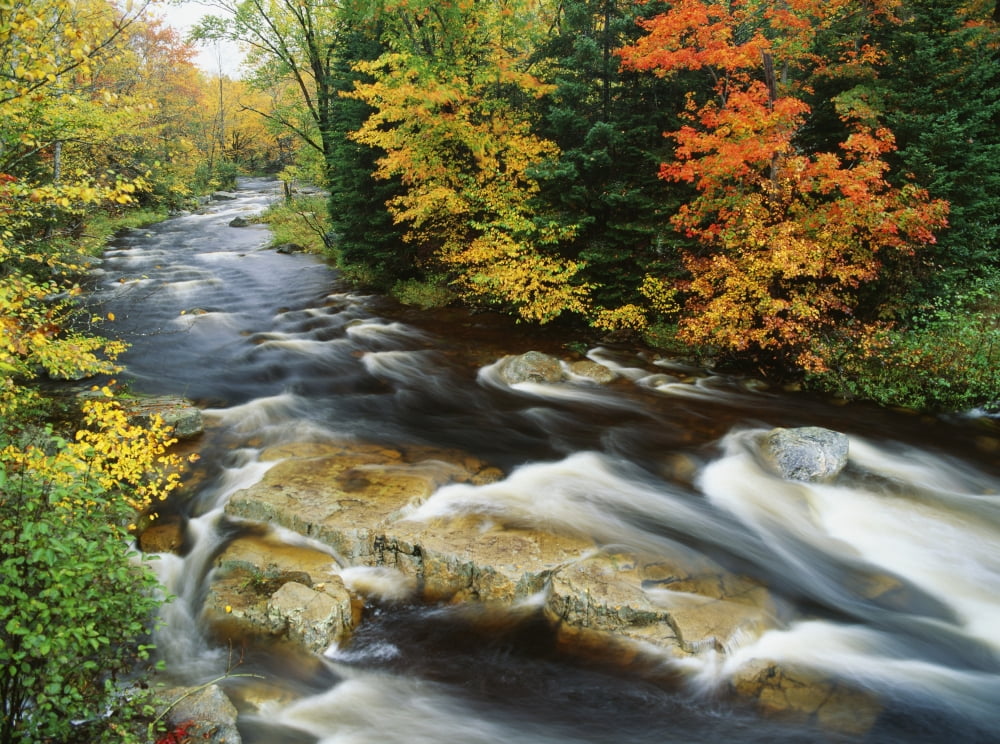 Stream Flowing Through Forest In Vermont Usa Canvas Art - Bilderbuch Design Pics (34 x 26)