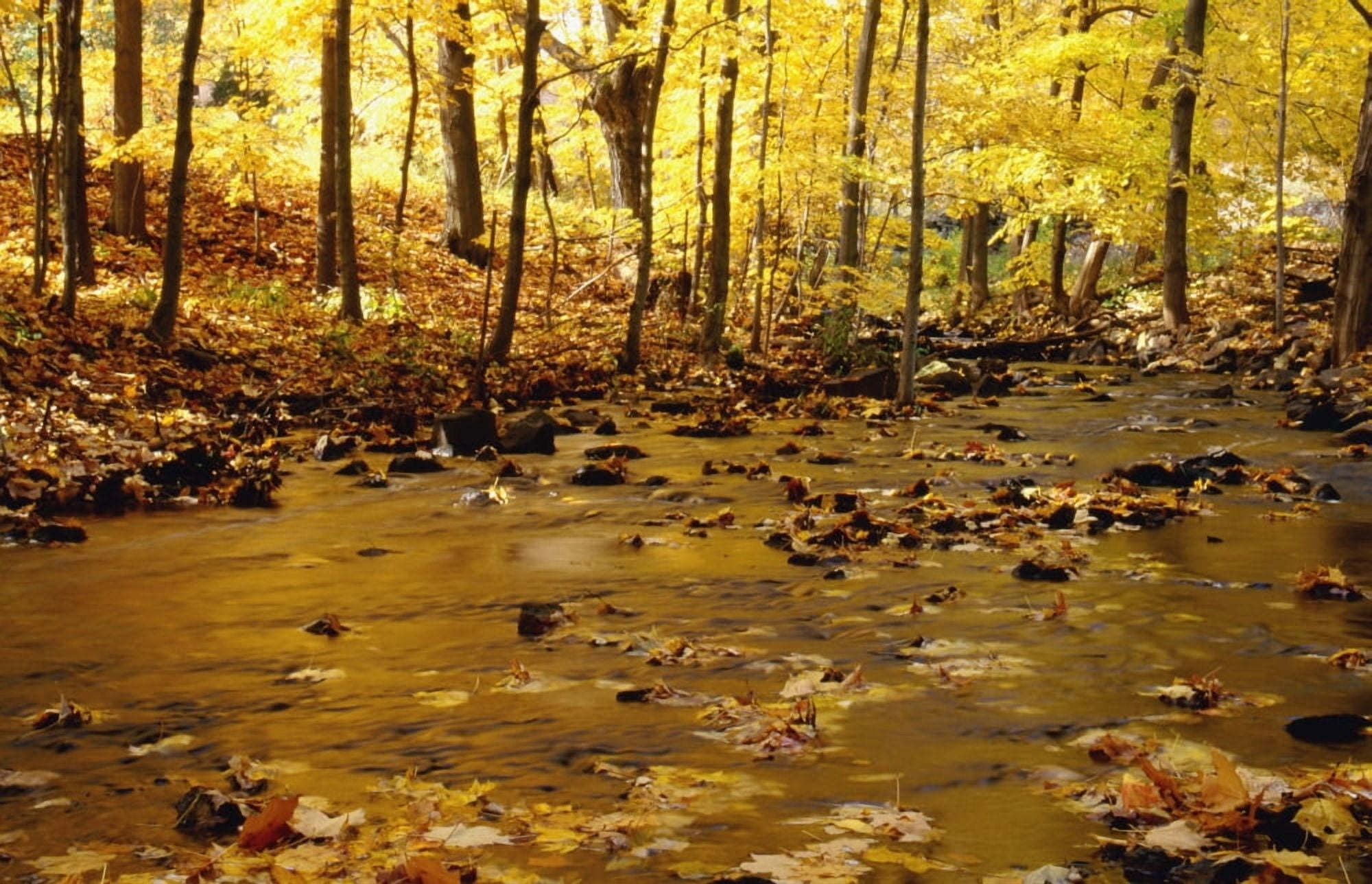 Stream In Autumn Canvas Art - Chris Coe Design Pics (19 x 12)