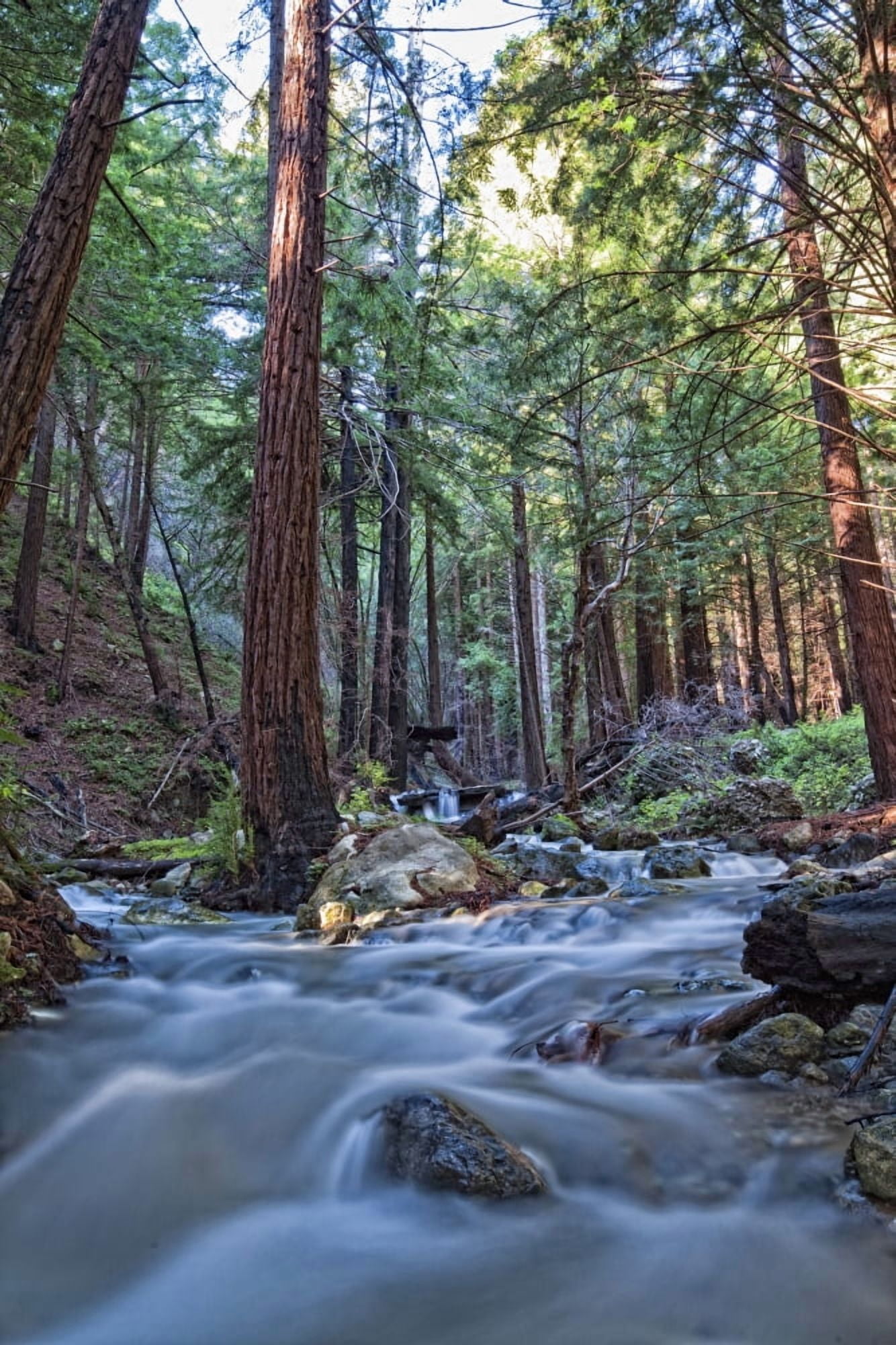 Stream In Limekiln State Park California Canvas Art - Robert Postma Design Pics (11 x 17)