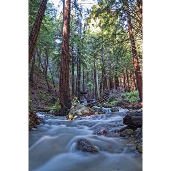 Stream In Limekiln State Park, California Poster Print (22 x 34)