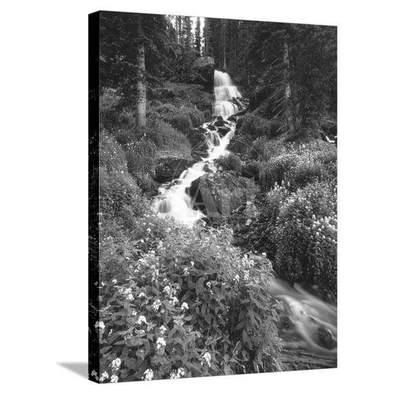 Stream Lined with Bitter Cress, Mountain Bluebells, Colorado, USA, Botanical Scenic Stretched Canvas Wall Art by Adam Jones Sold by Art.Com