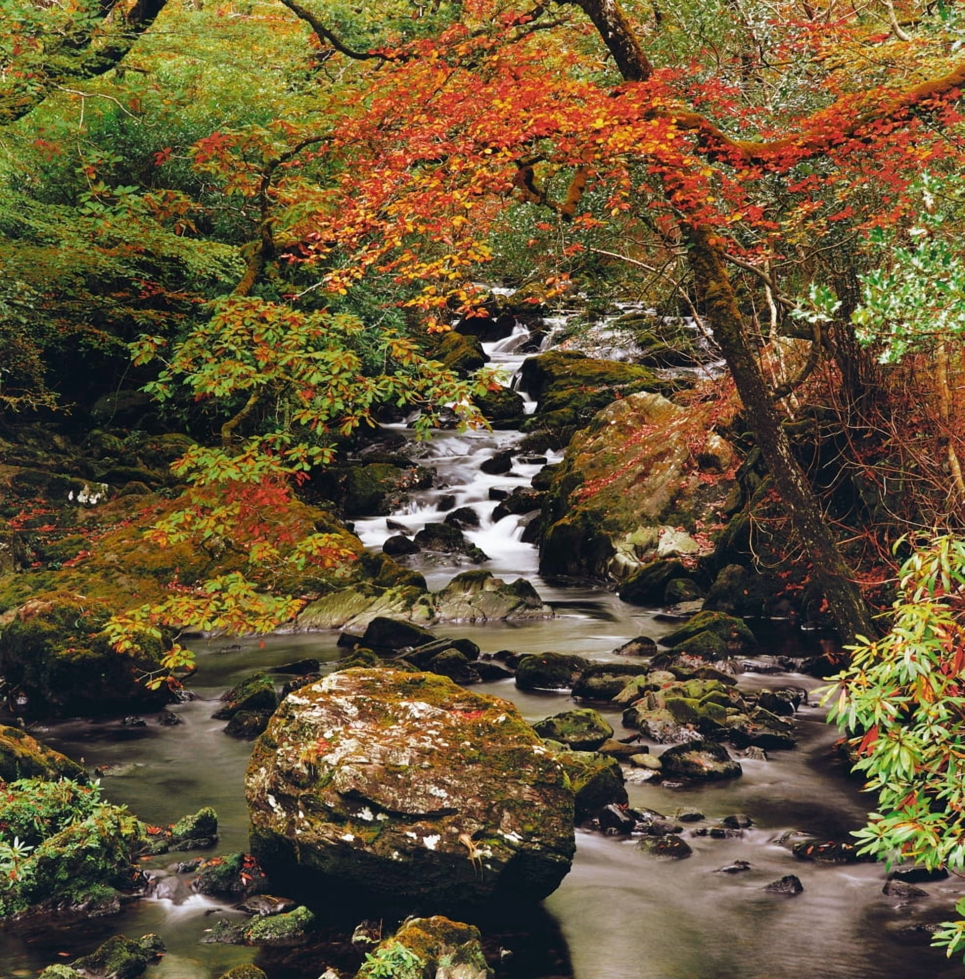Stream Near Glengariff Co Cork Ireland Canvas Art - The Irish Image Collection Design Pics (15 x 15)