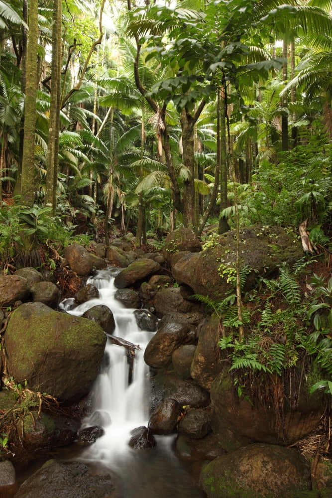 Stream Running Through The Rainforest Near Hilo Big Island Hawaii Canvas Art - Robert Postma Design Pics (11 x 17)