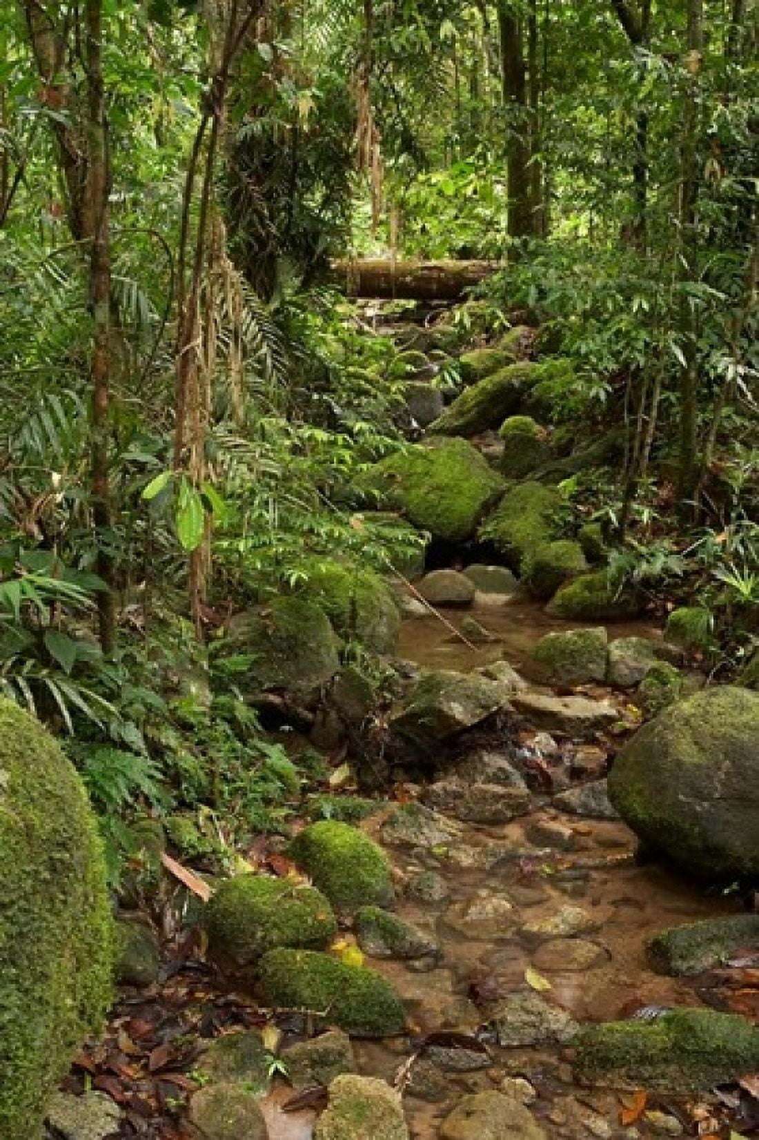 Stream Wooroonooran National Park North Queensland Australia Canvas Art - David Wall DanitaDelimont (24 x 36)