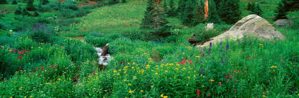 Stream and Alpine Flowers Ouray Colorado Canvas Art - Panoramic Images (27 x 9)