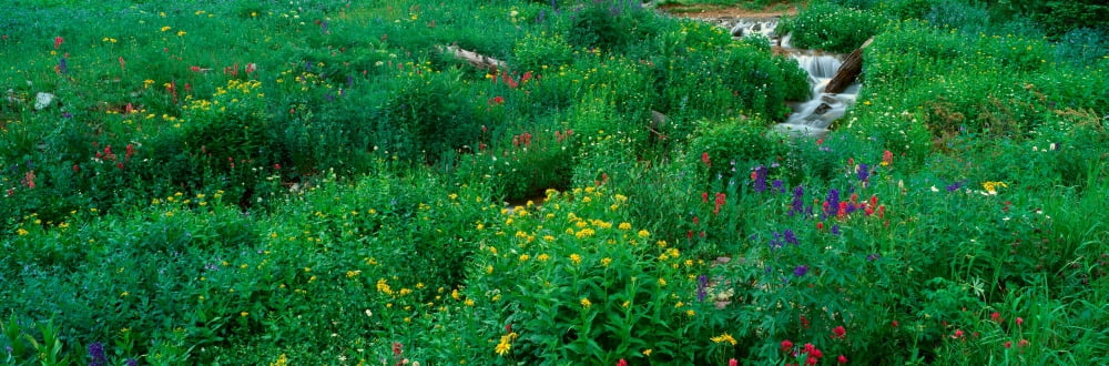 Stream and Alpine Flowers Ouray Colorado Canvas Art - Panoramic Images (36 x 12)