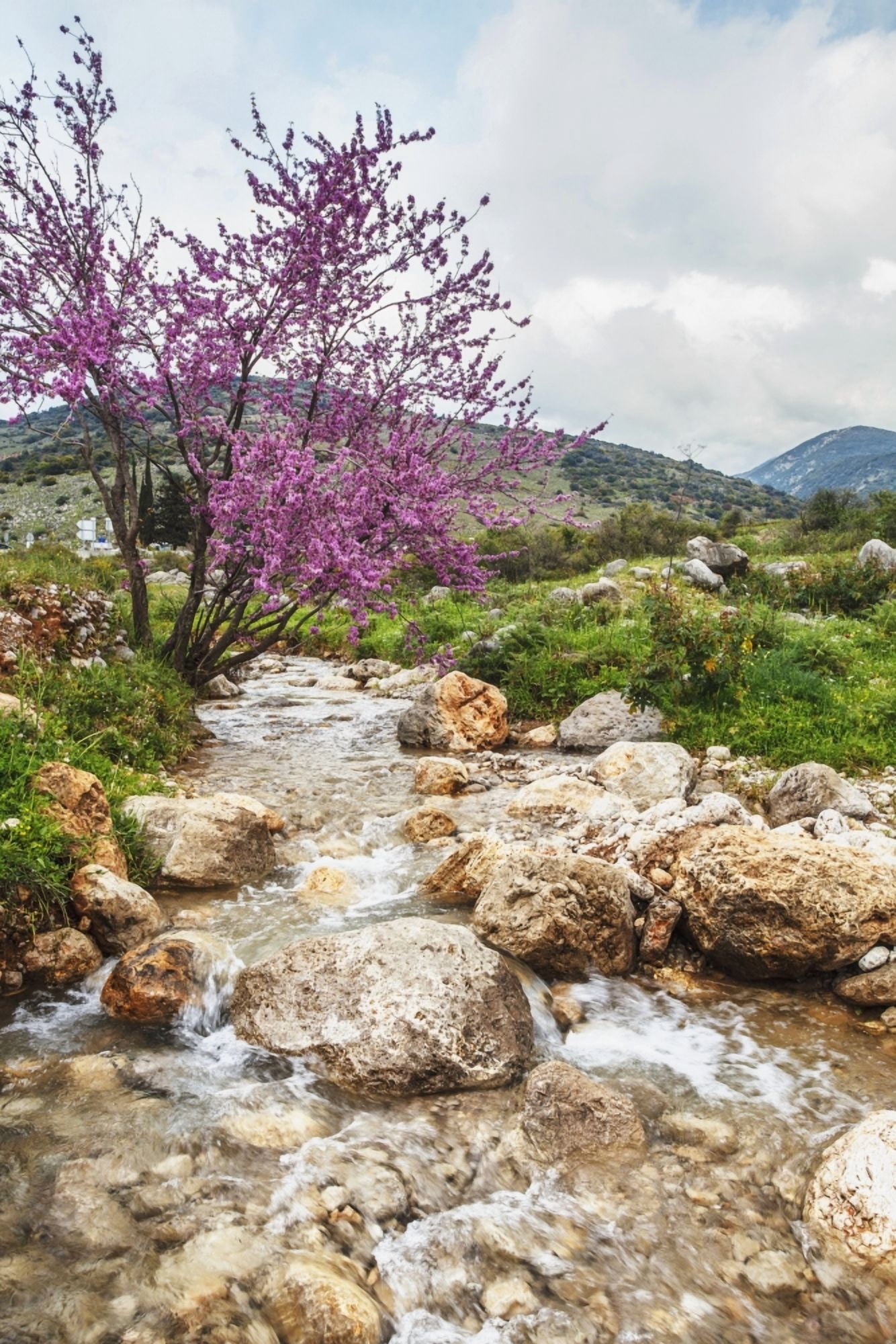 Stream coming off Mount Herman with lush grass and blossoming shrubs Israel Canvas Art - Reynold Mainse Design Pics (12 x 19)