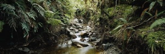 Stream flowing in a forest Milford Sound Fiordland National Park South Island New Zealand Canvas Art - Panoramic Images (36 x 12)