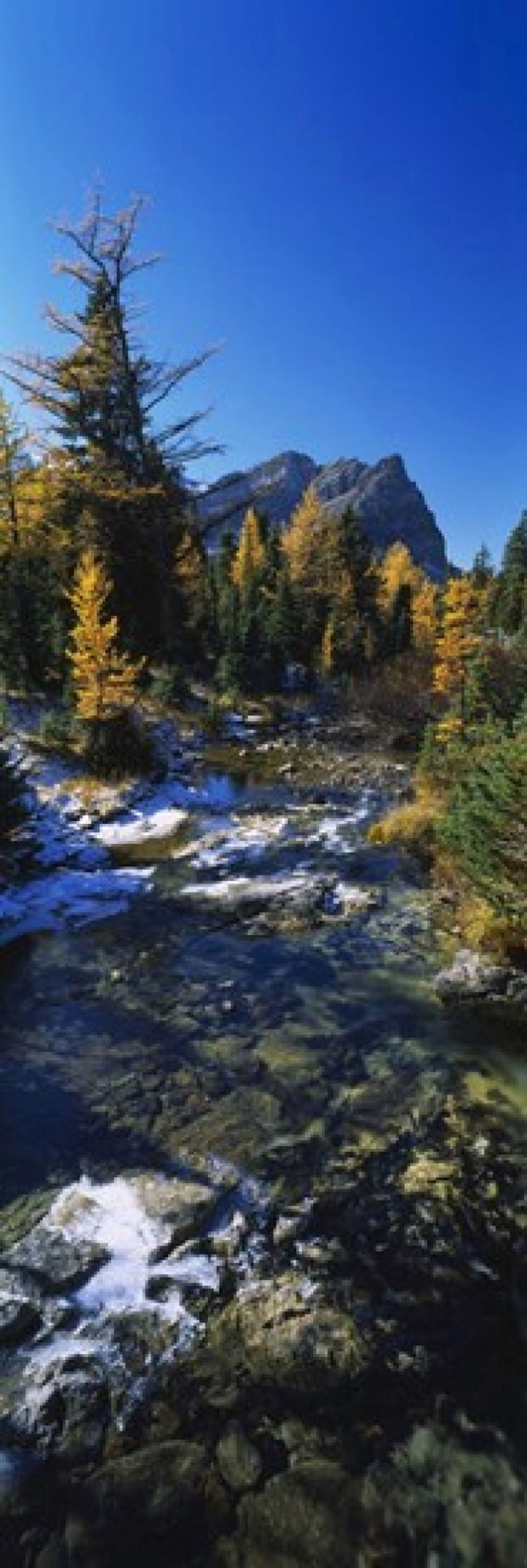 Stream flowing in a forest Mount Assiniboine Provincial Park border of Alberta and British Columbia Canada Canvas Art - Panoramic Images (36 x 12)