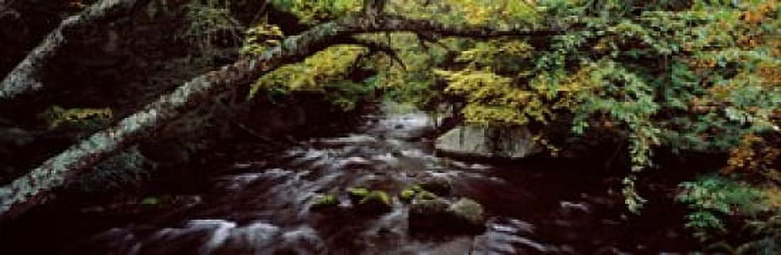 Stream flowing through a forest Adirondack Mountains New York State USA Canvas Art - Panoramic Images (18 x 6)