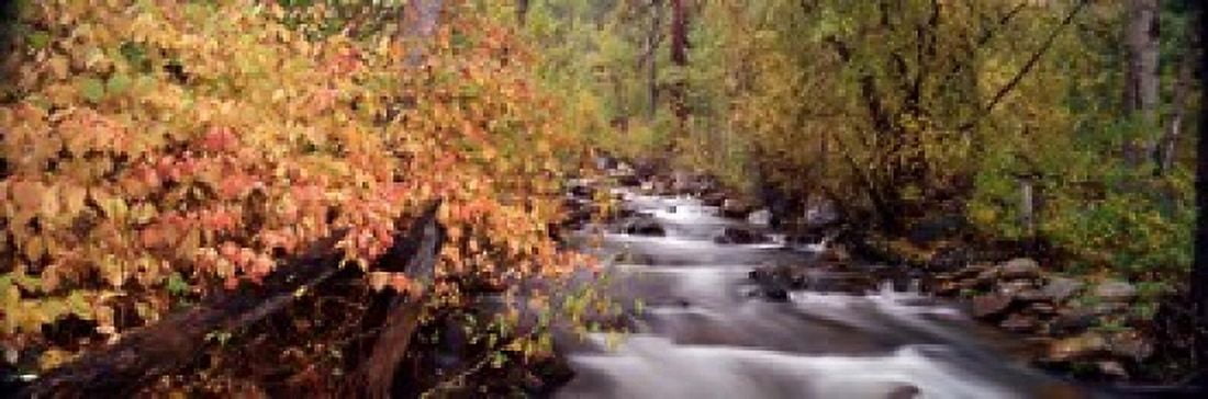 Stream flowing through a forest Canvas Art - Panoramic Images (18 x 6)